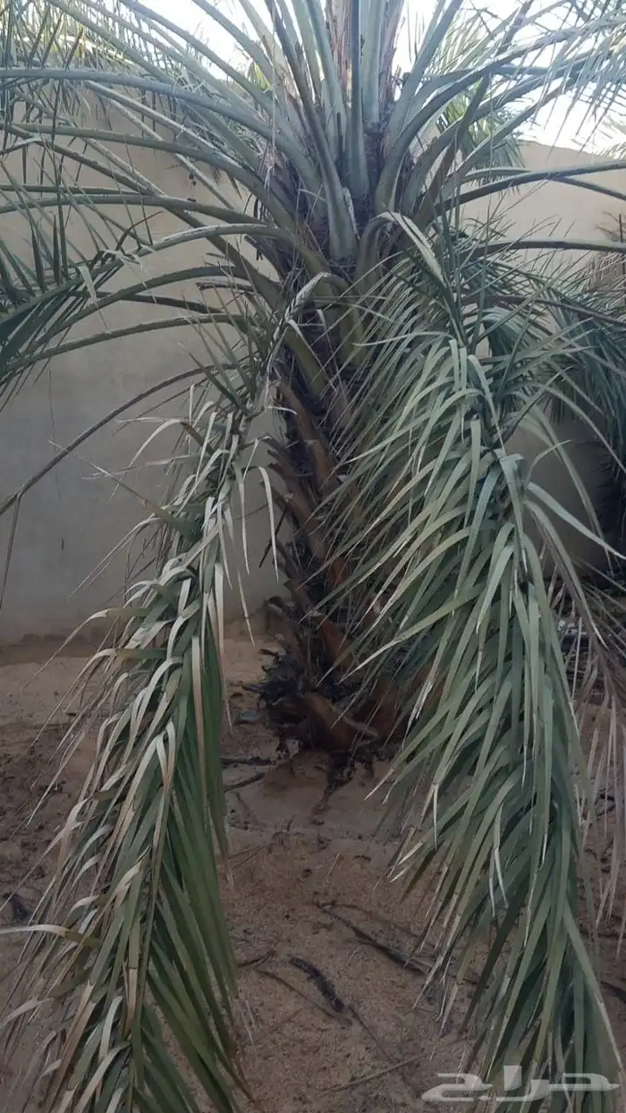 نخل للبيع جثايث وفسائل 1
