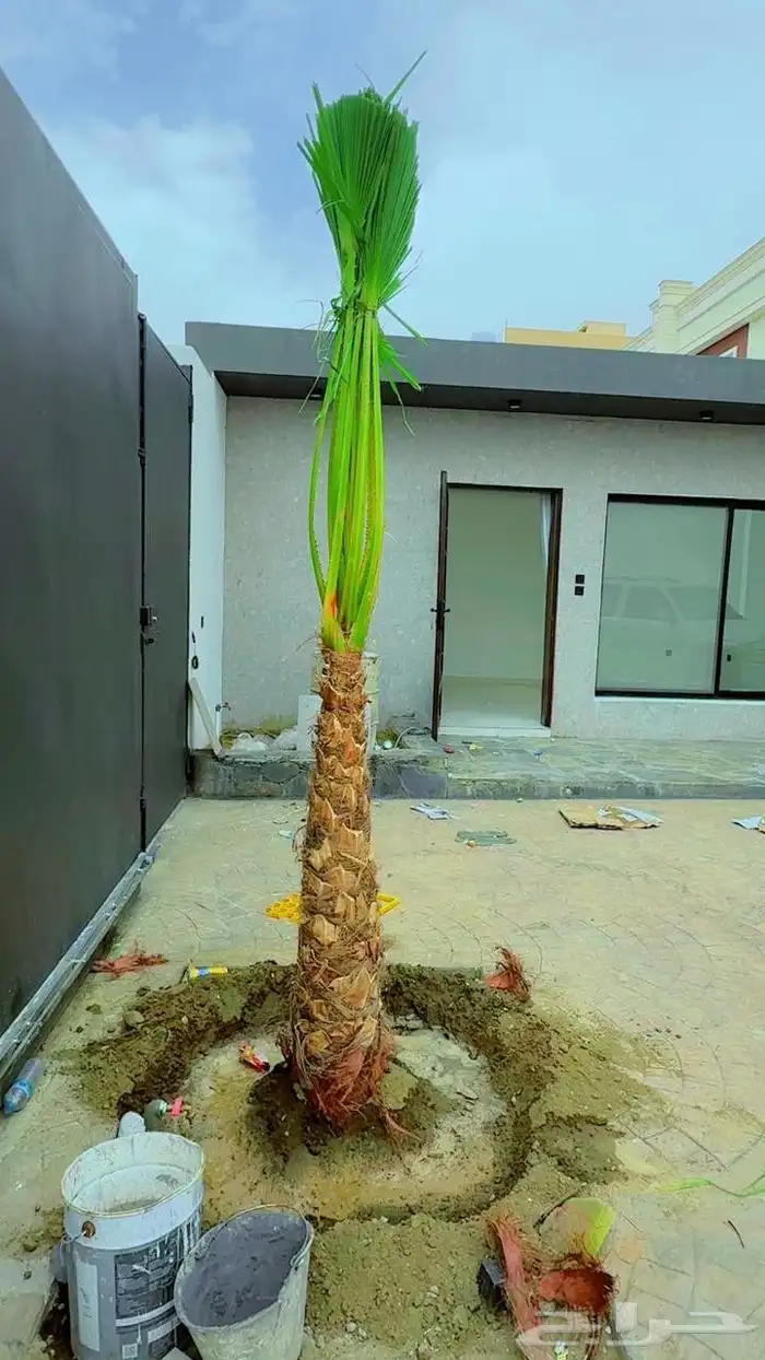 واشنطن زينه للبيع بجميع مقاساته لزينت الفلل والا ستراحات 2