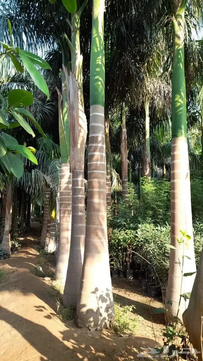 يوجد لدينا جميع انواع التخيل عربي واشنطني 5