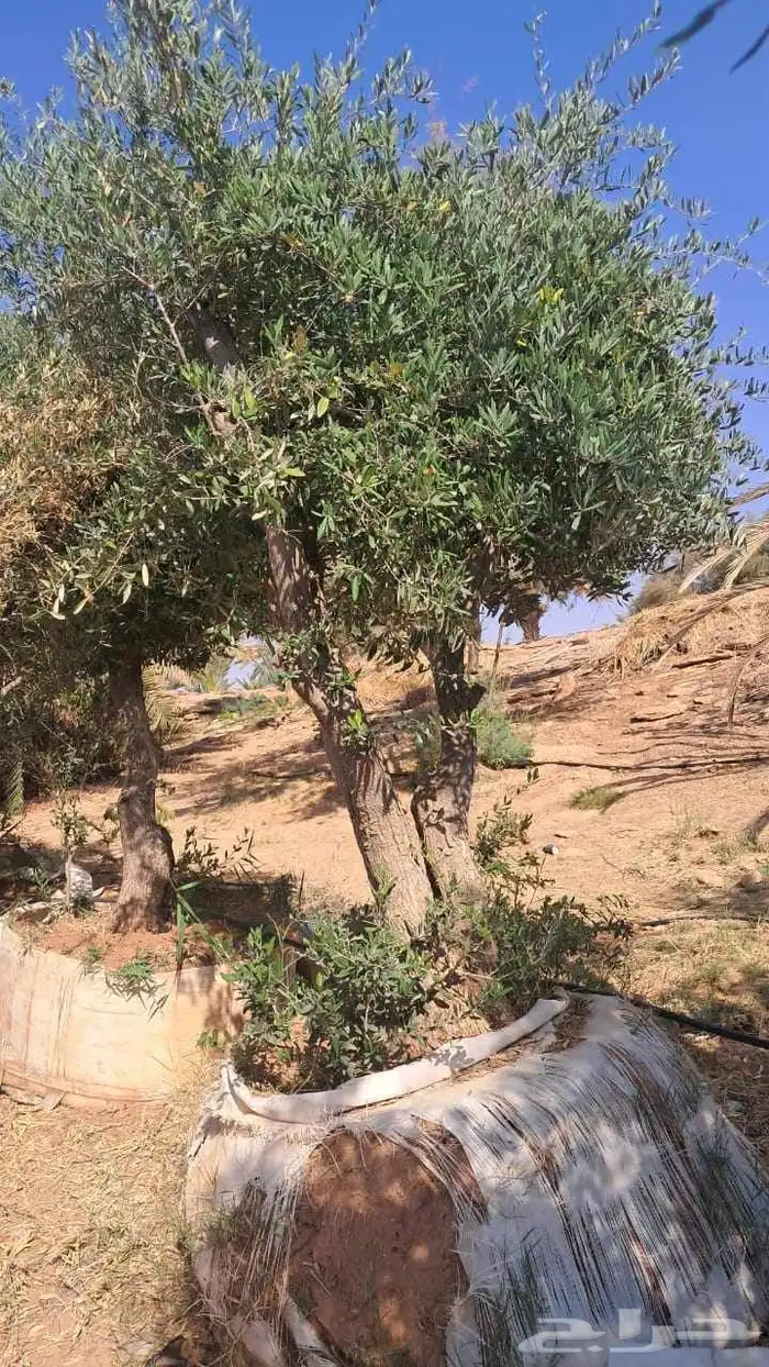شجر زيتون نيبالي محسن معمر درجه اولا 1