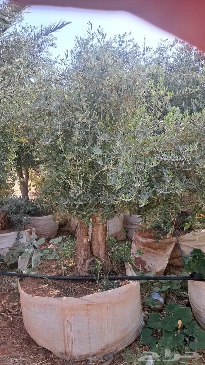 شجر زيتون نيبالي محسن معمر درجه اولا 7