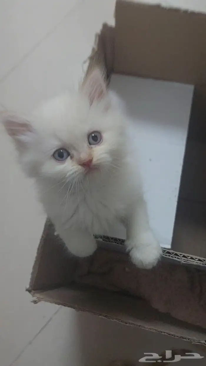 قطط شيرازي للتبني ابيض وبرتقالي كيتين قطط اليفه جدا واتس 2