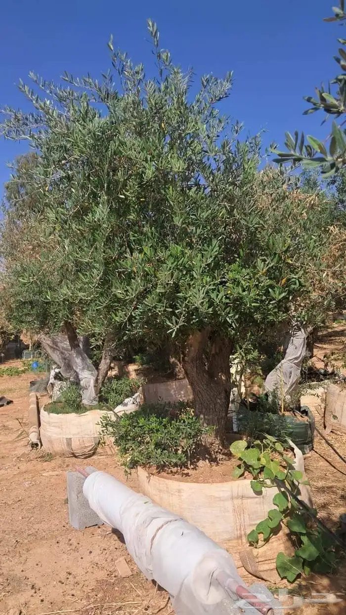 شجر زيتون نيبالي محسن معمر درجه اولا 0