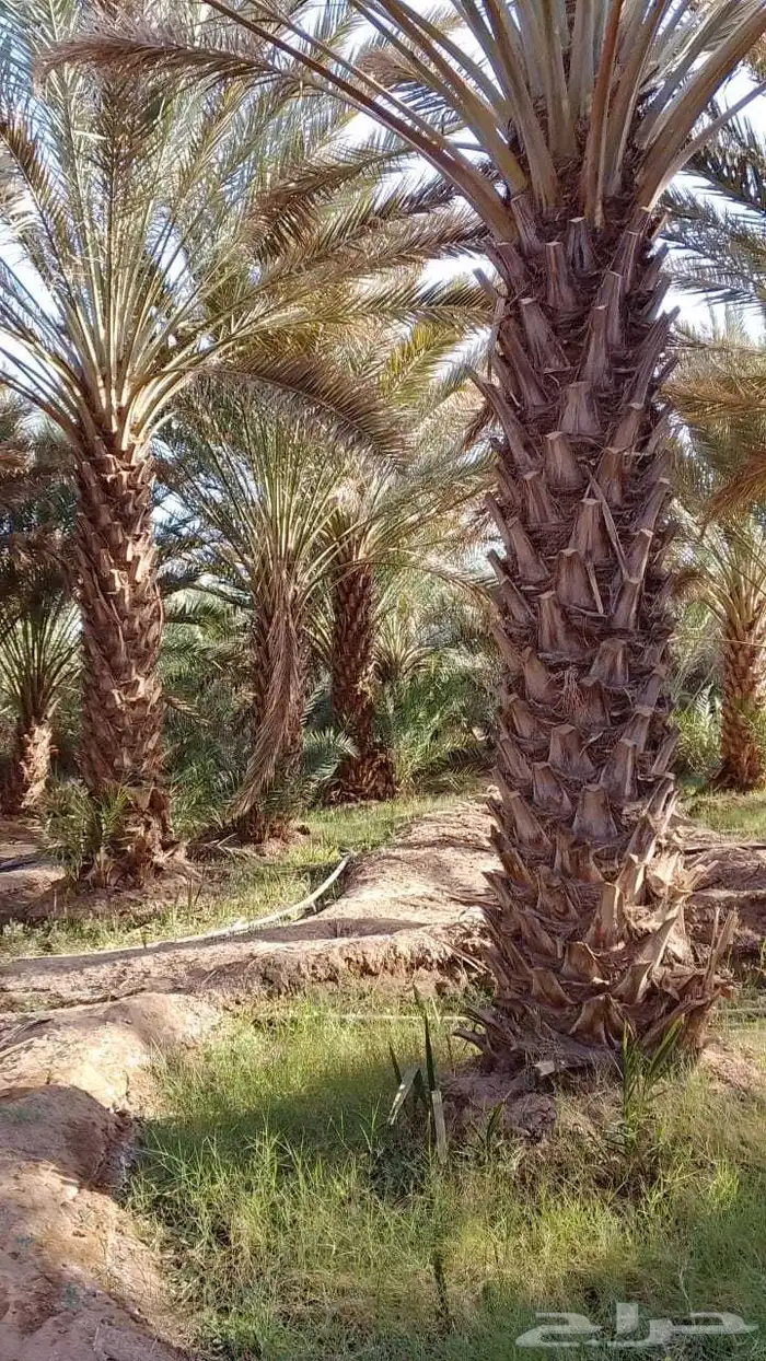 تركيب شبوك امنيه   وتوريد النخيل   وتركيب الحجر الطبيعي 0