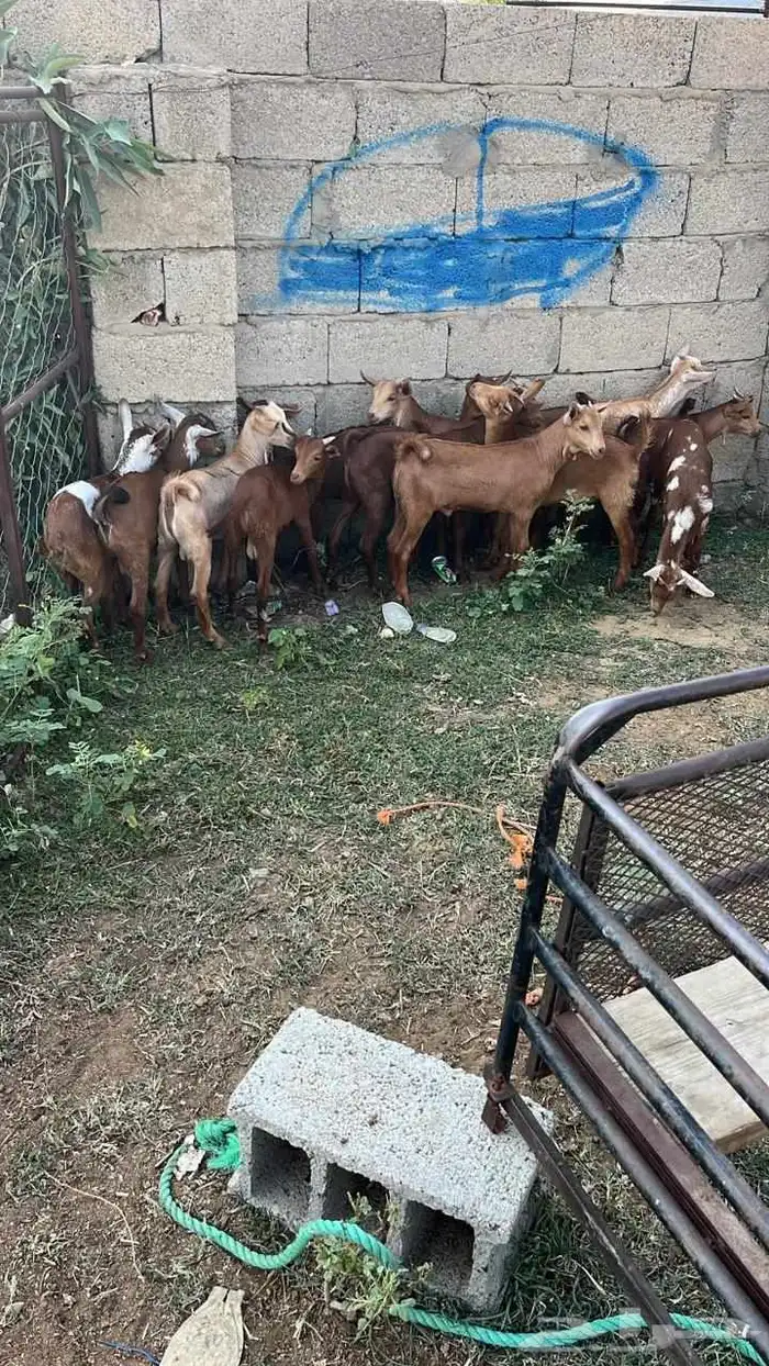 تيوس دهم فيها 2اناثي (تم البيع) 5