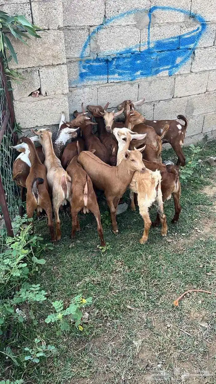 تيوس دهم فيها 2اناثي (تم البيع) 0