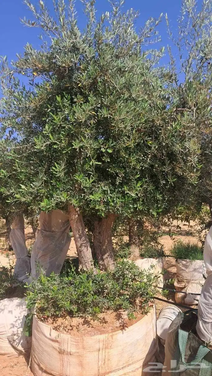 شجر زيتون نيبالي محسن معمر درجه اولا 2