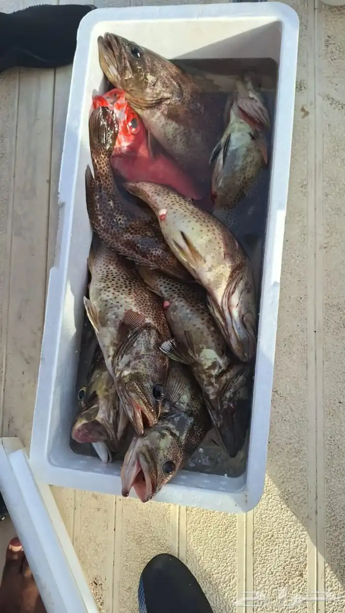 رحلات بحريه مرسى دره العروس 0