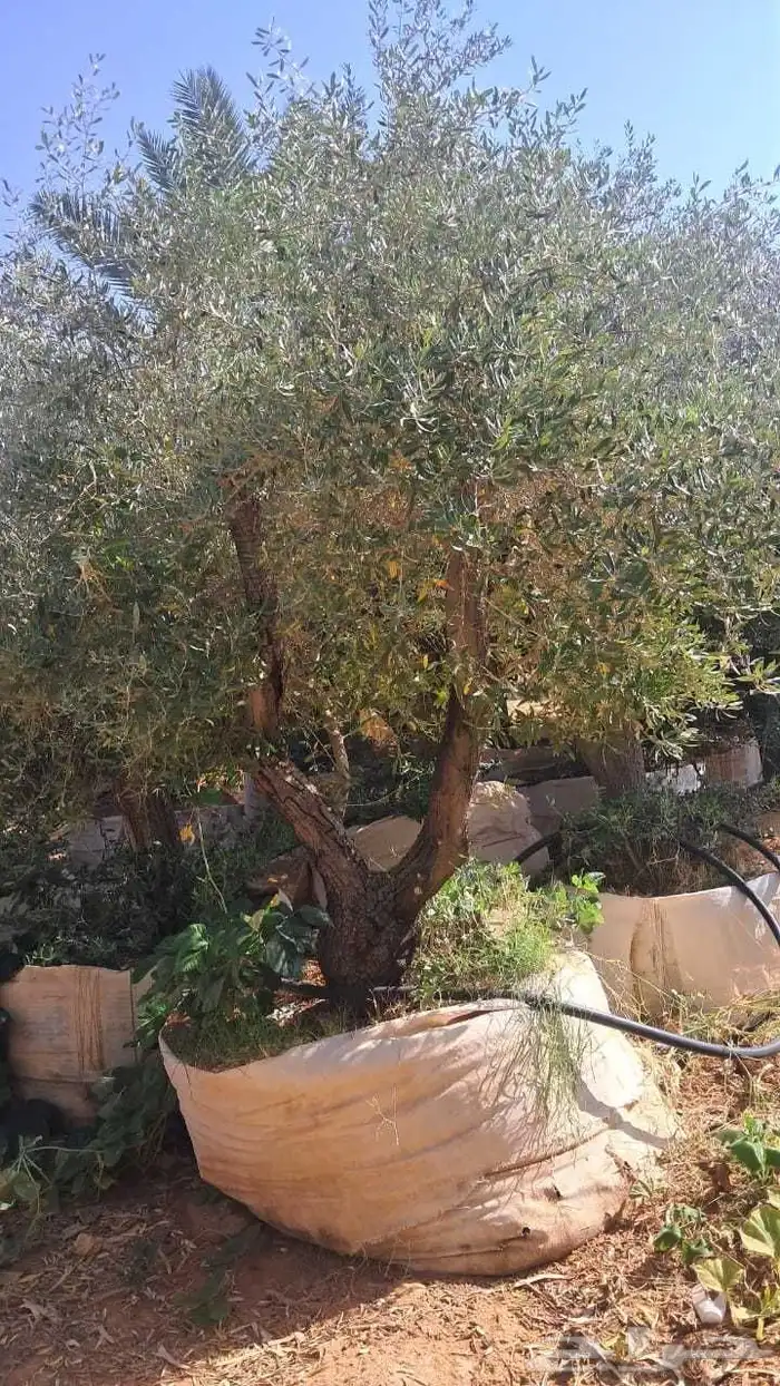 شجر زيتون نيبالي محسن معمر درجه اولا 9