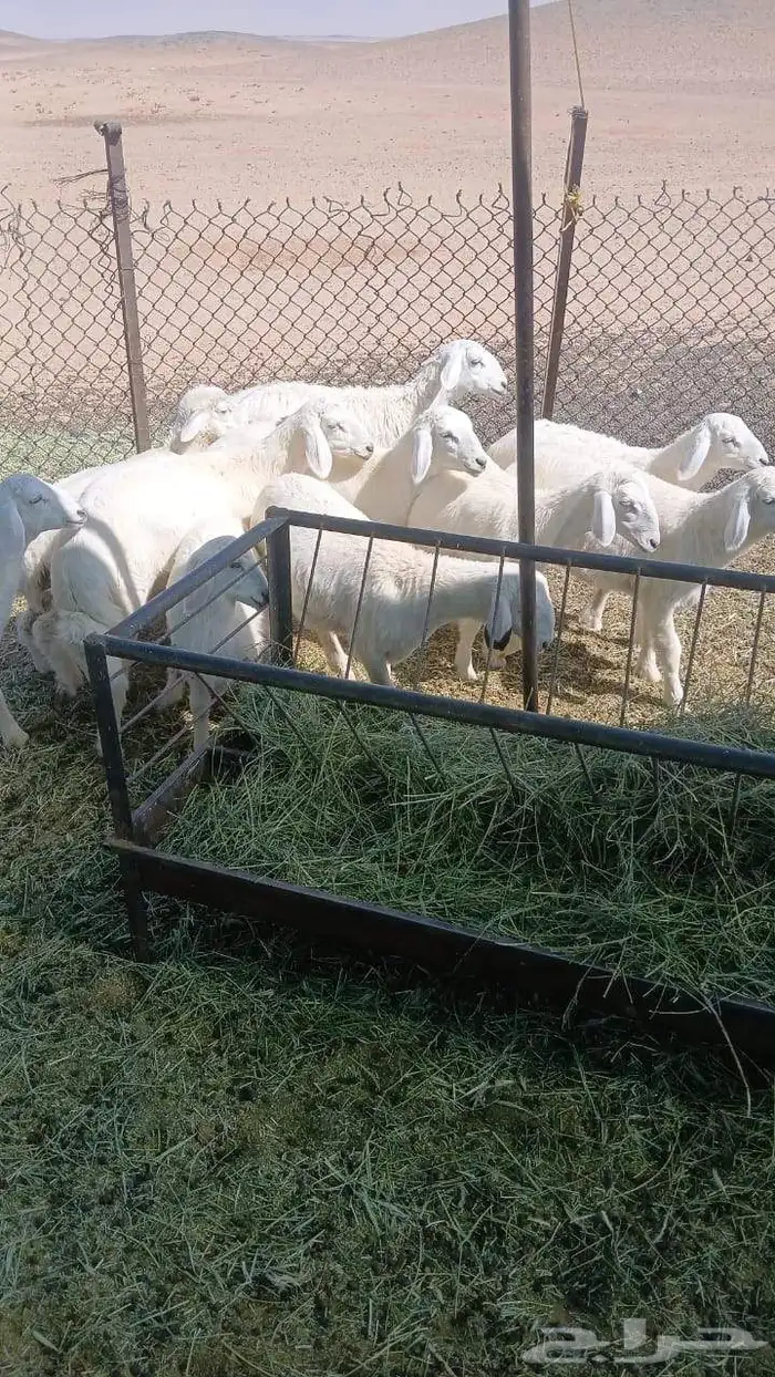 رخال حريات من المراح 0