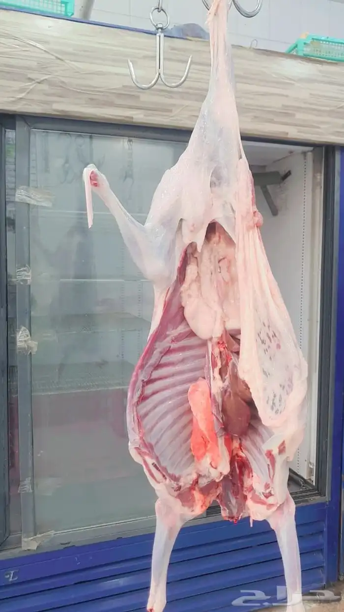 ملحمة النسيم ومزارع بلدي خرفان تيوس يوجد توصيل 4