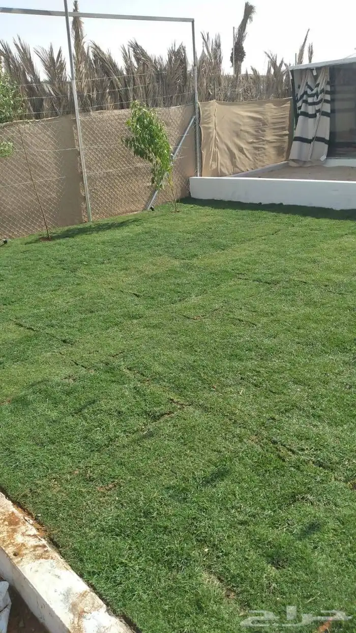 ثيل طبيعي درجة اولى فرنسي 0