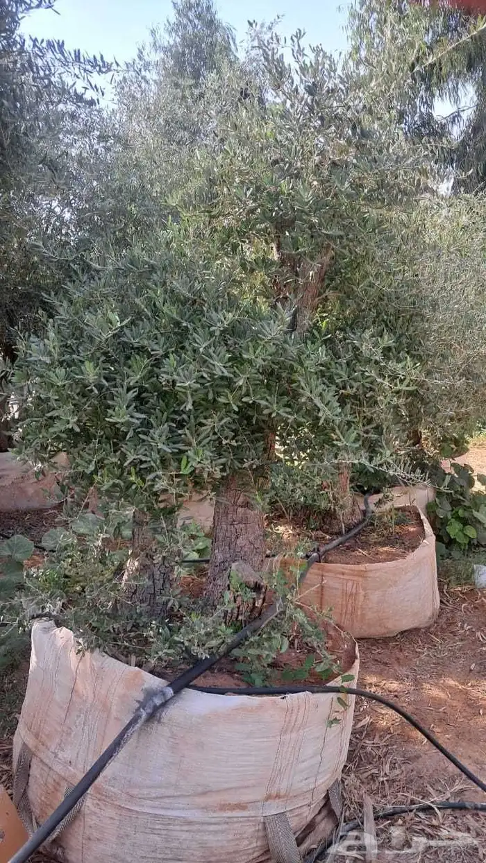 شجر زيتون نيبالي محسن معمر درجه اولا 6