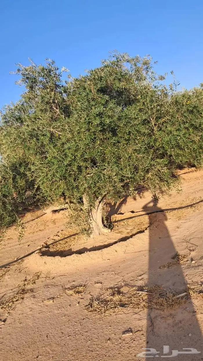 شجر زيتون نيبالي محسن معمر درجه اولا 8