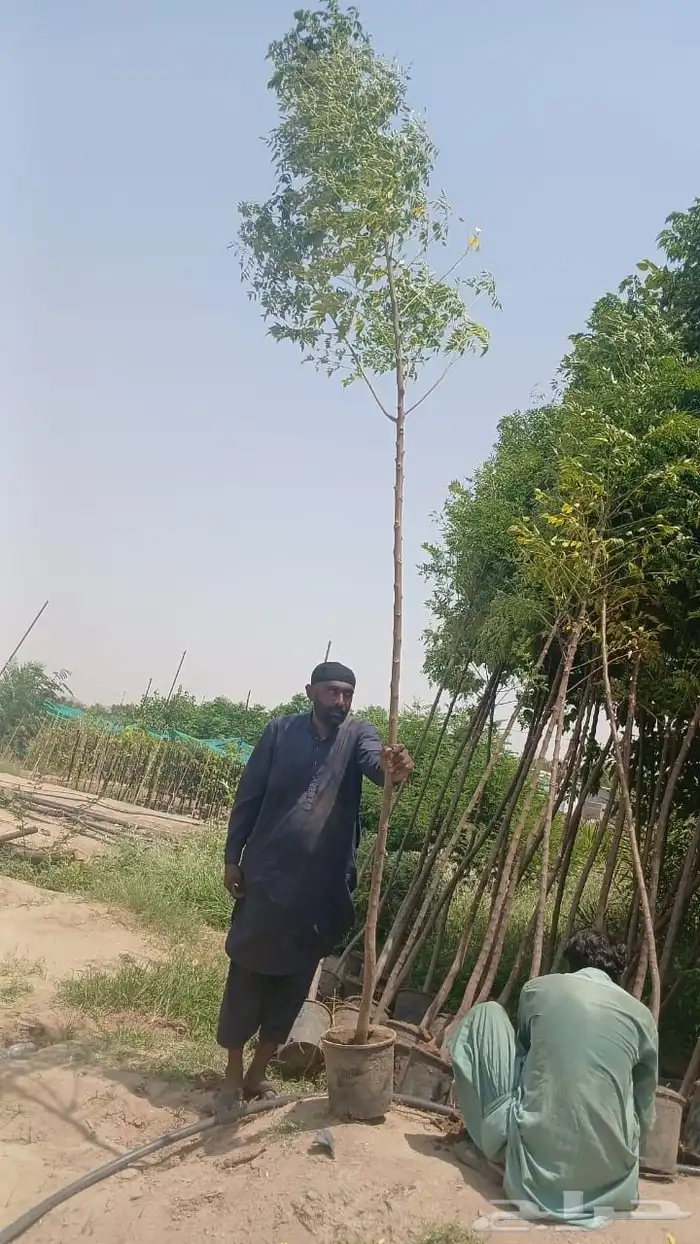 The tree is the long Indian jujube Ziziphus mauritiana or th 0