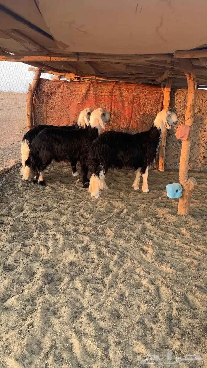 للبيع طليان نجد 3 0