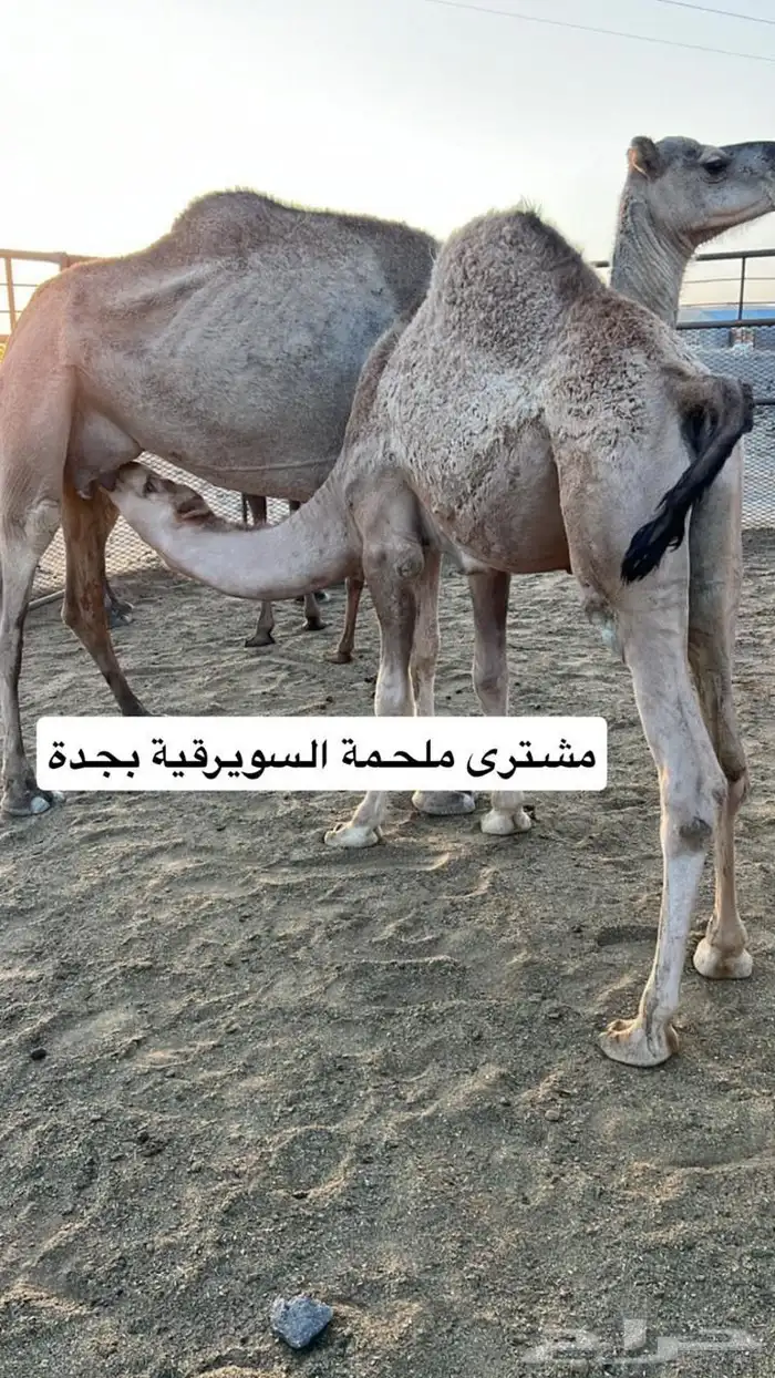 ملحمه حاشي السويرقيه جده حي الفروسيه 3