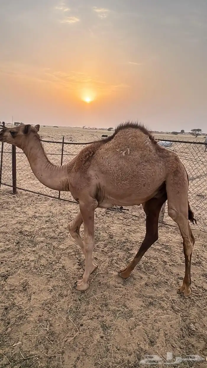 قعدان لبيع 0