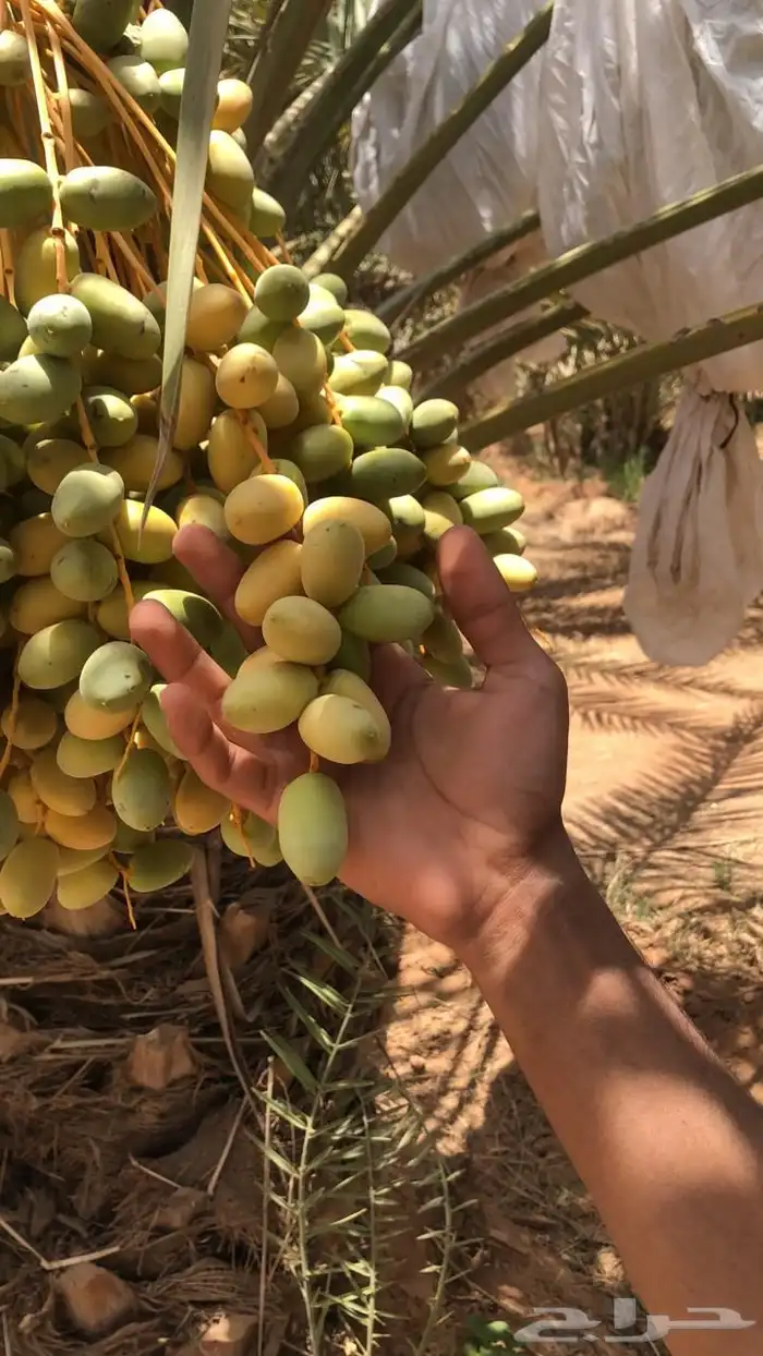 نخل للاجار 3