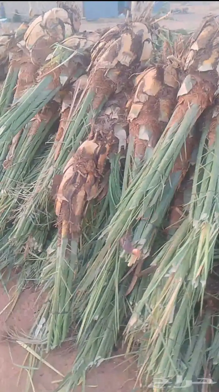 نخل مجدول الفراخ 0