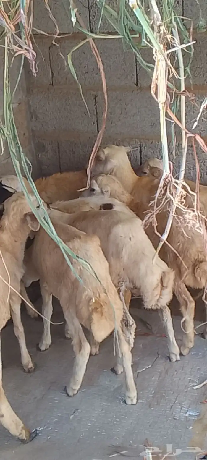 عشره فران تربيه 3