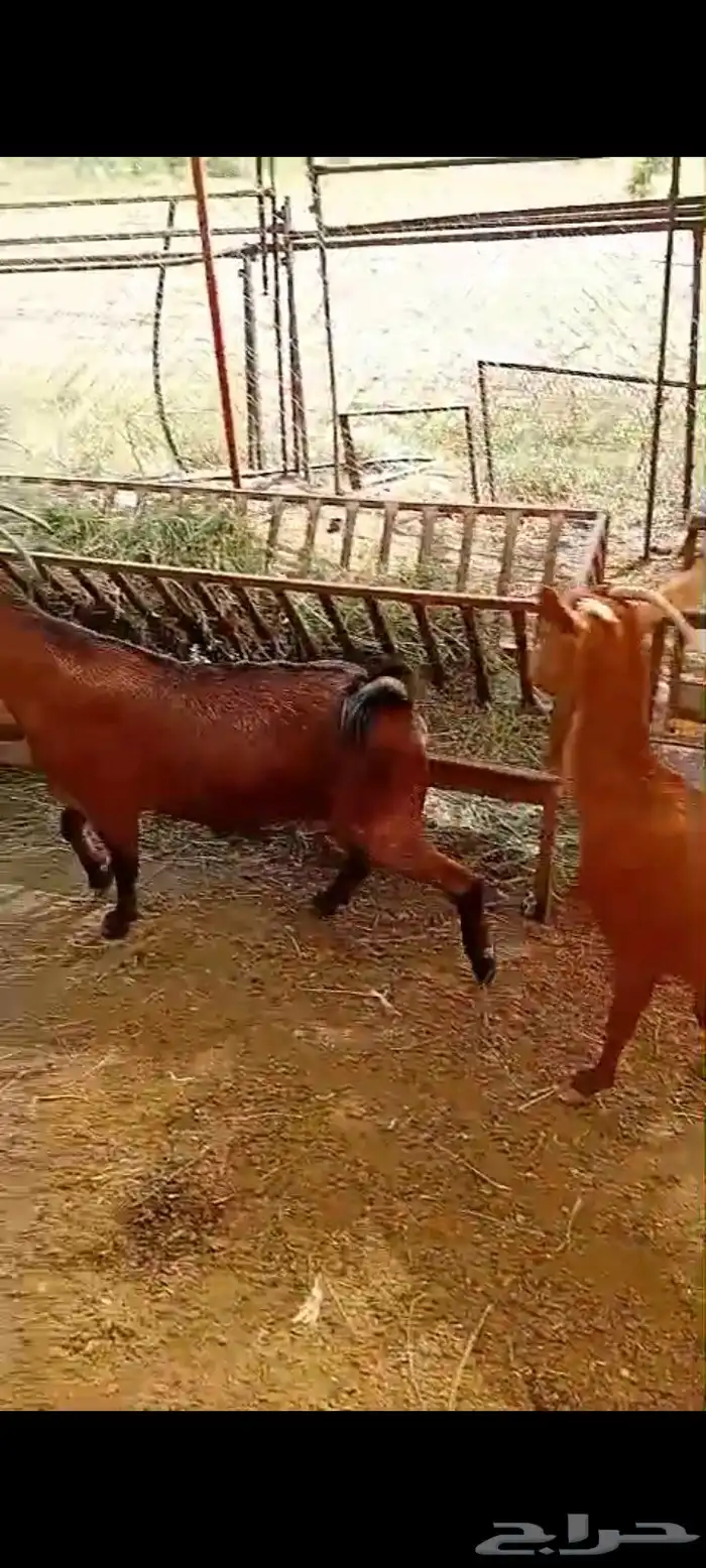 ماعز للبيع 4