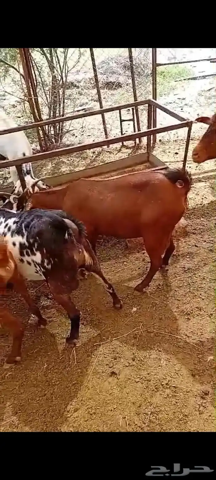 ماعز للبيع 5