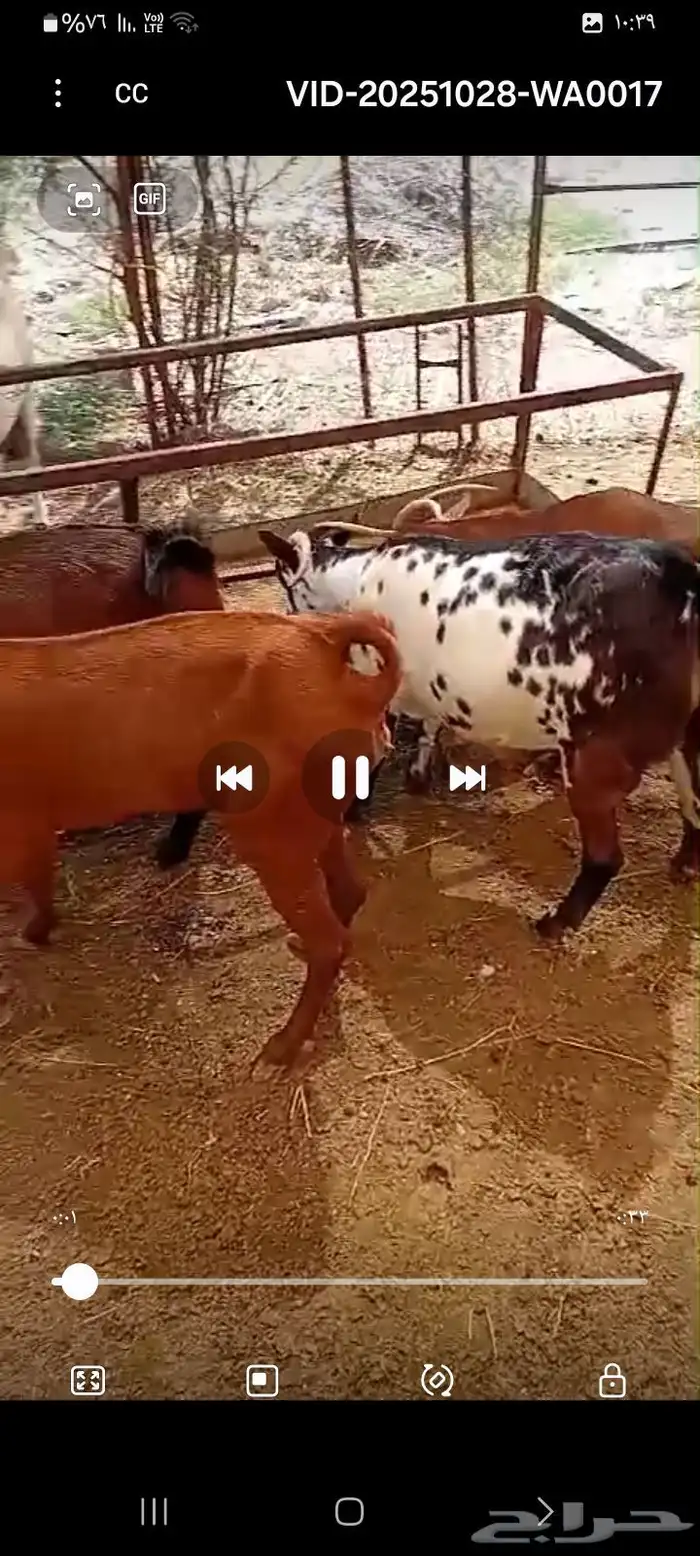 ماعز للبيع 3