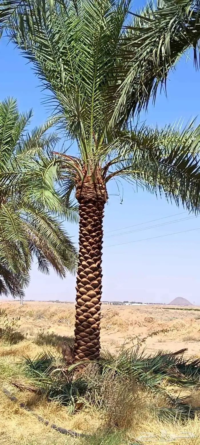 يتوفر لدنيا نخيل من 3متر لا 5متر 8