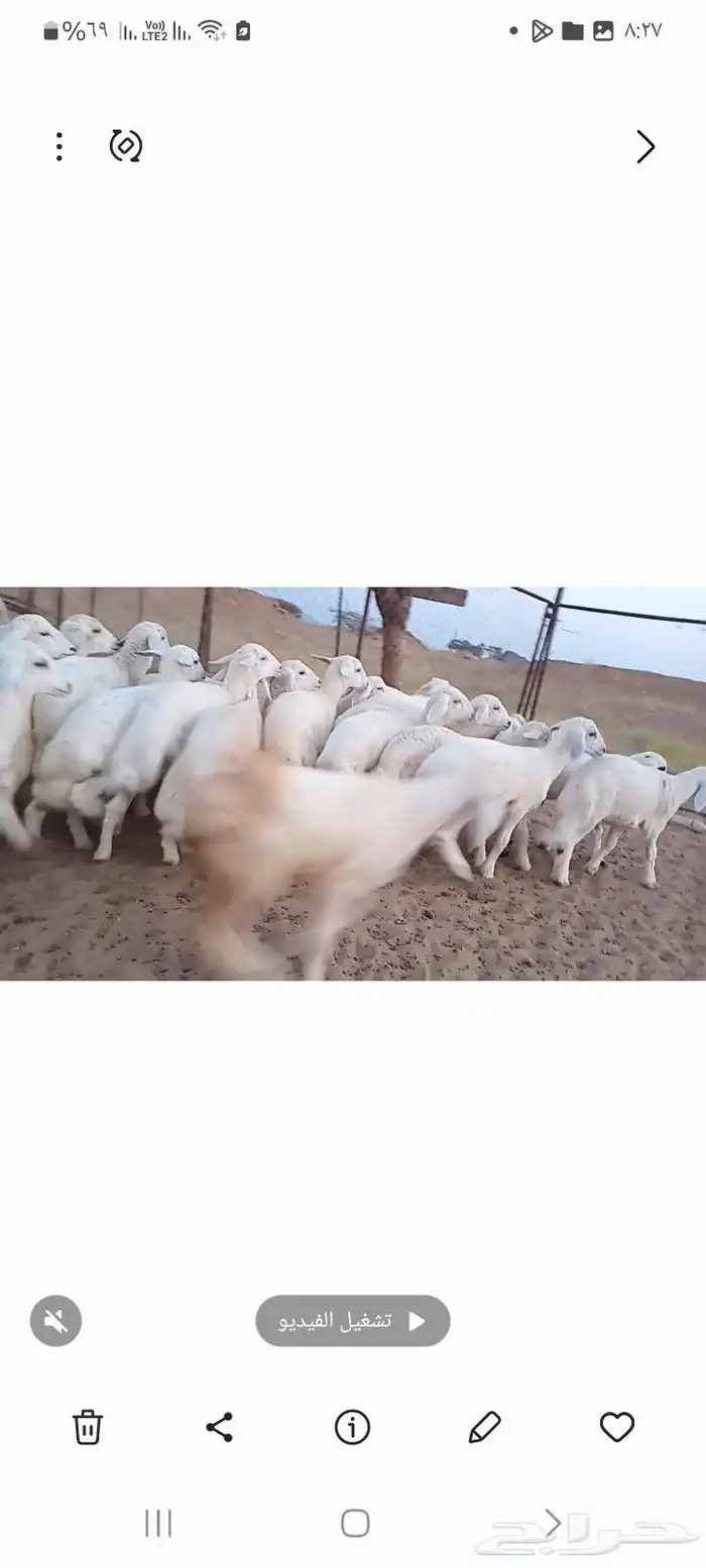 النوع بهم حري تربيه شعره بيض وطرف   العدد  30 1