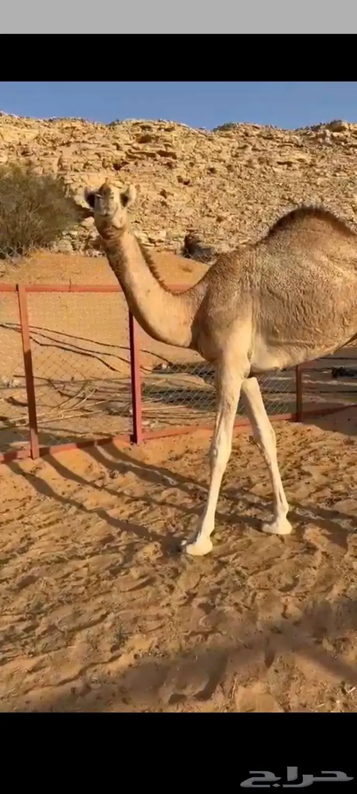 للبيع بكره شقحاء مفروده 0