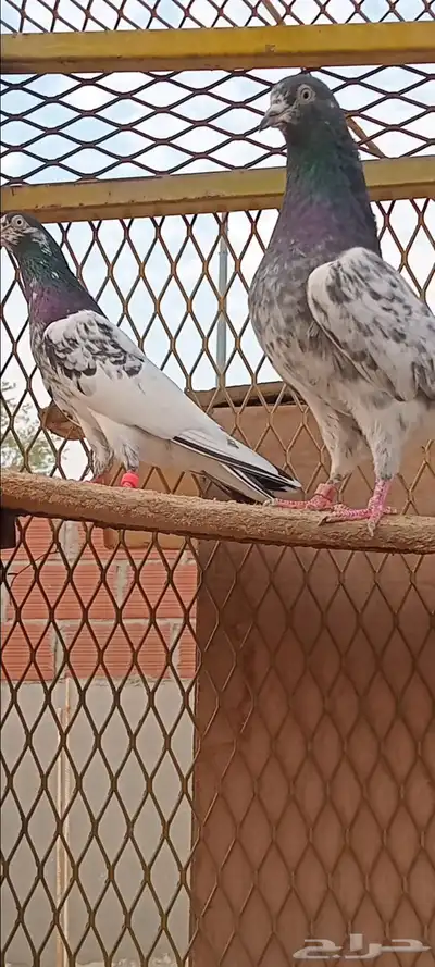 جوز تيدي index