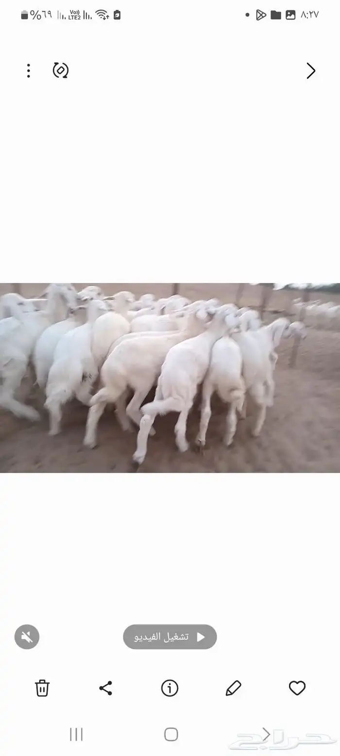 النوع بهم حري تربيه شعره بيض وطرف   العدد  30 2