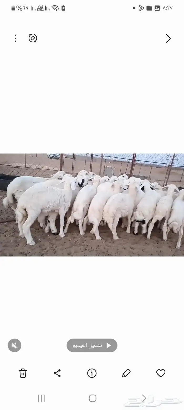 النوع بهم حري تربيه شعره بيض وطرف   العدد  30 3