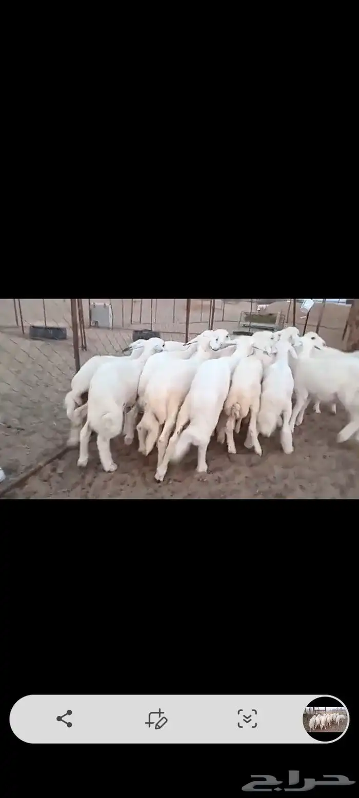 النوع بهم حري تربيه شعره بيض وطرف   العدد  30 4