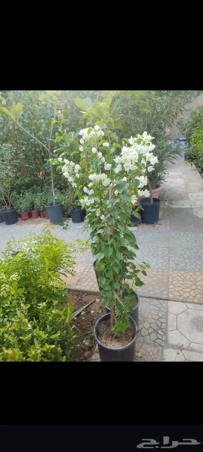 مزارع ومنسق حدائق 4