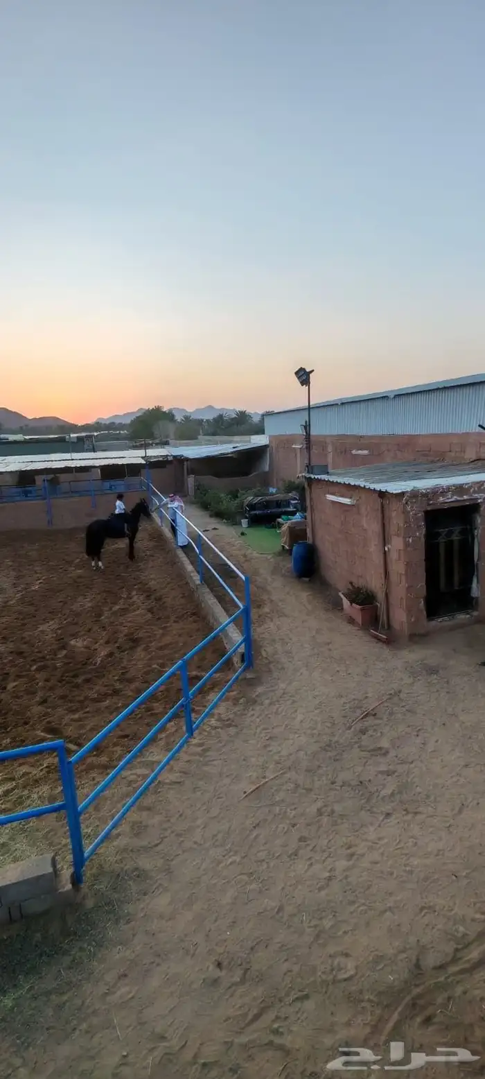 إيواء غرف خيل 0