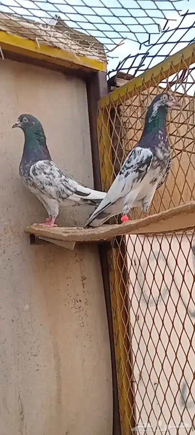 جوز تيدي index