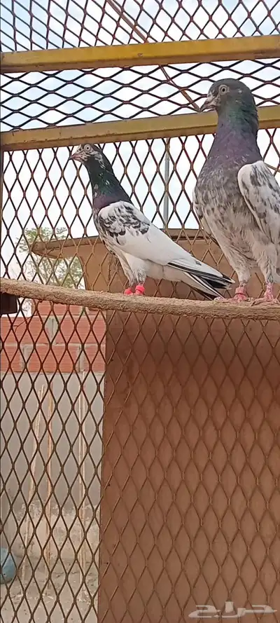 جوز تيدي index