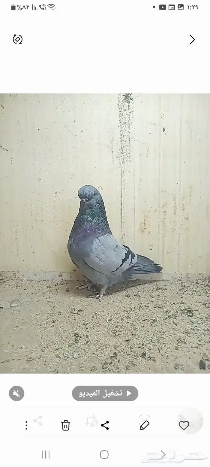 سلام عليكم 0