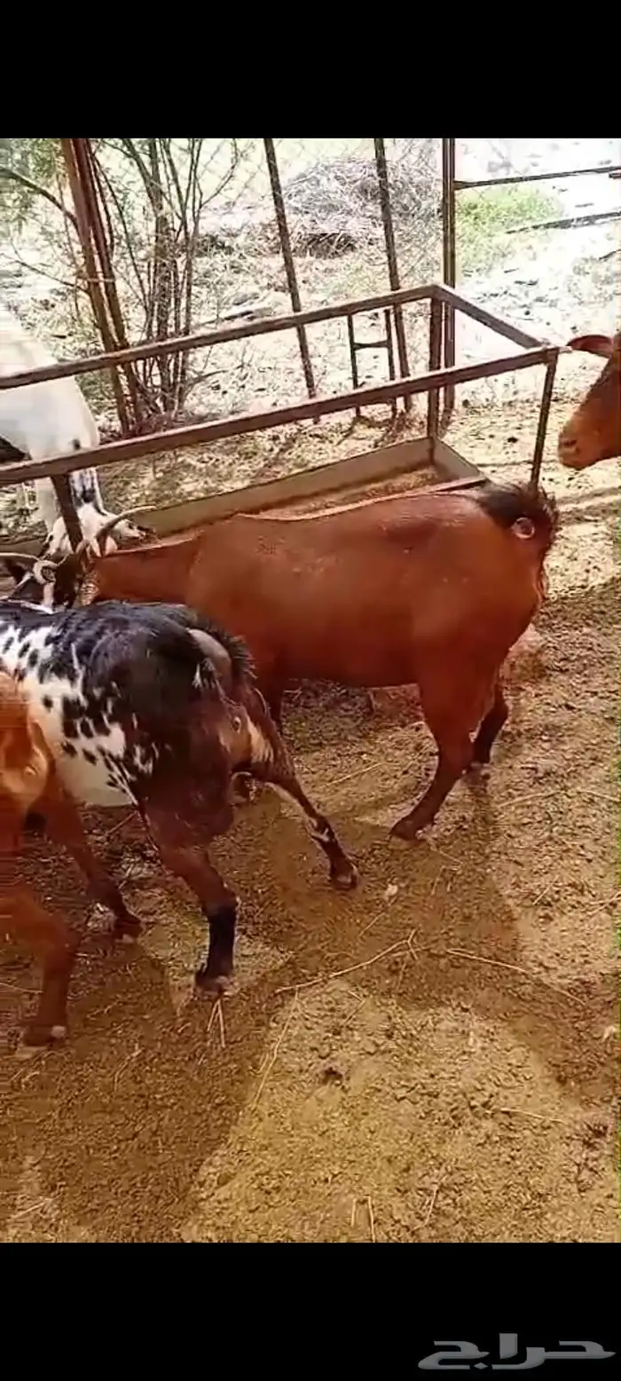 ماعز للبيع 1