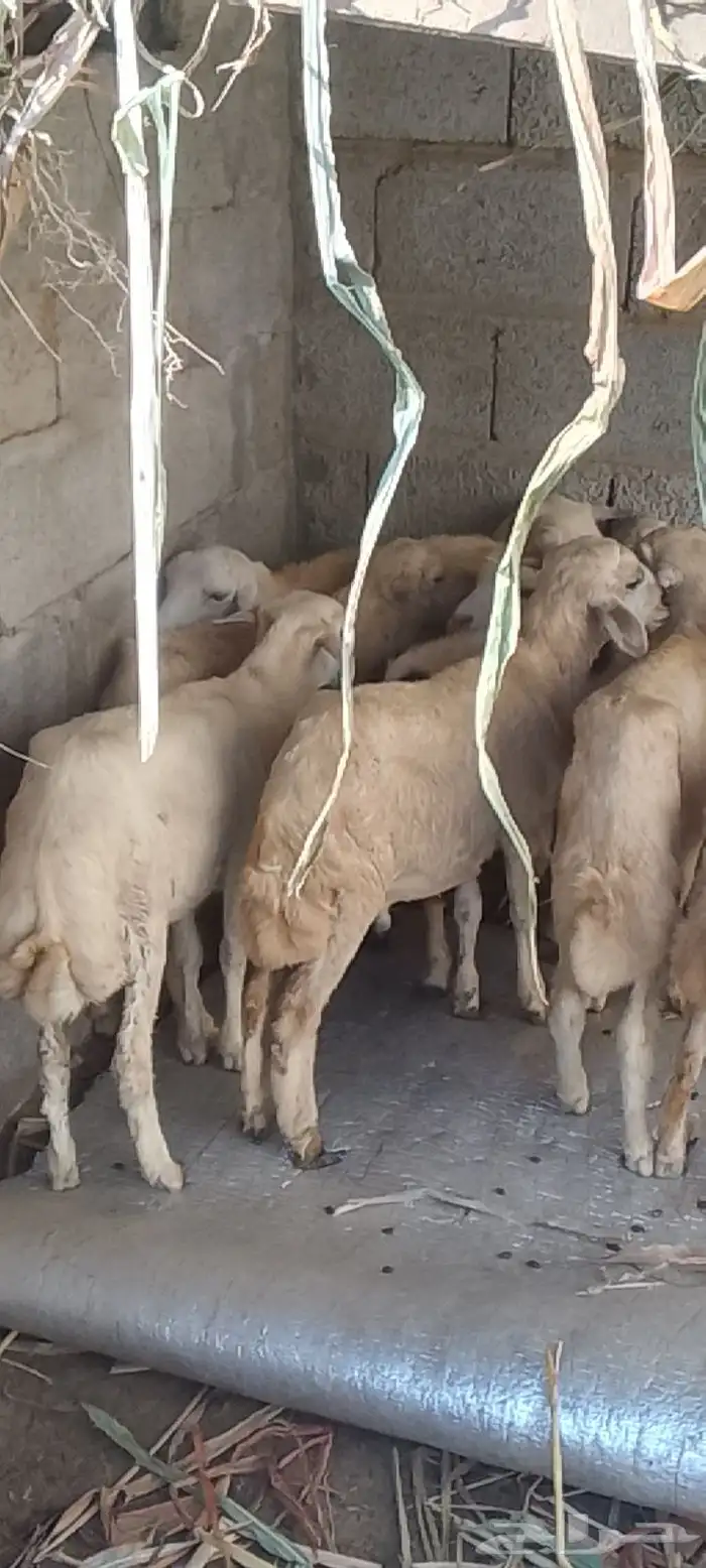 عشره فران تربيه 0