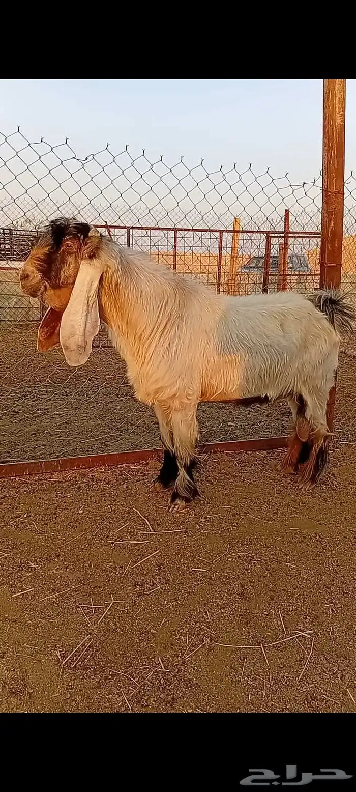 تيس اصفر عارضي 0