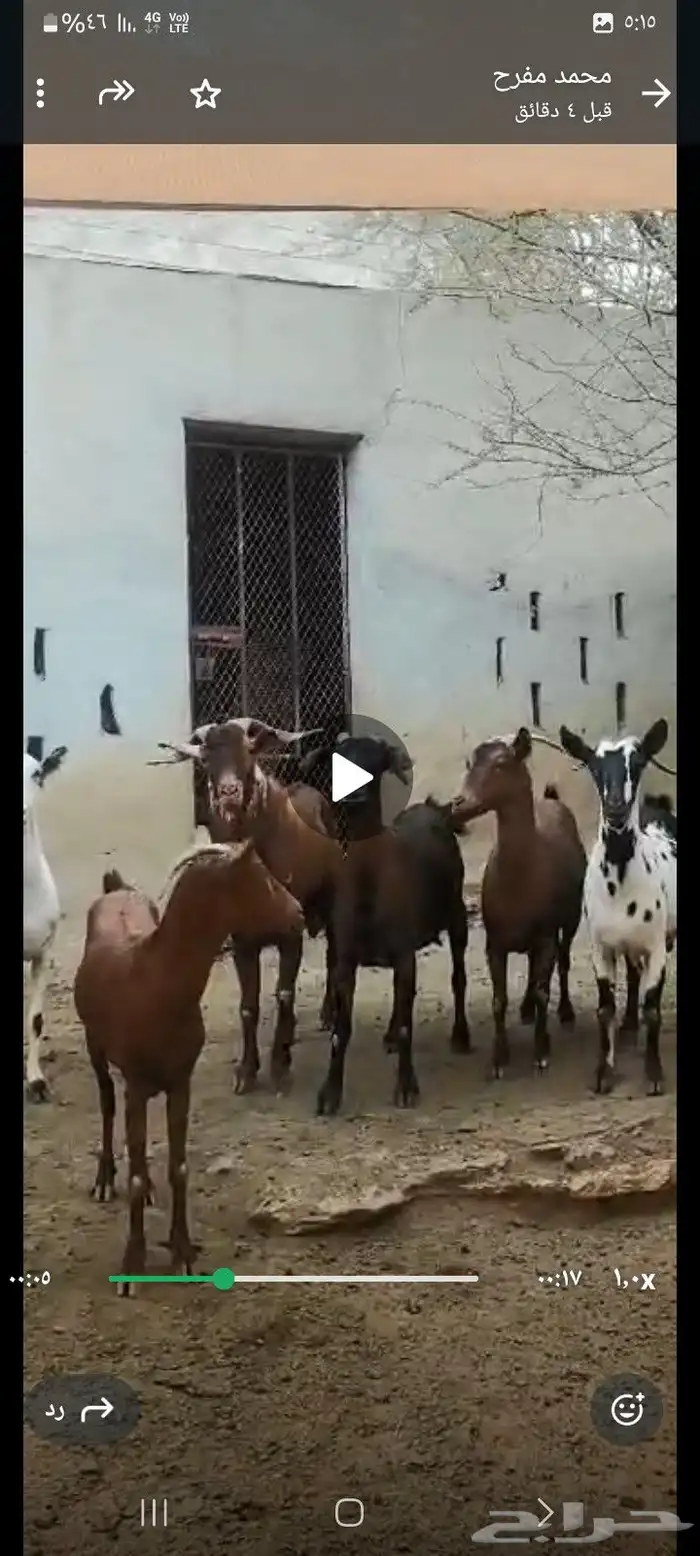 ماعز للبيع 11