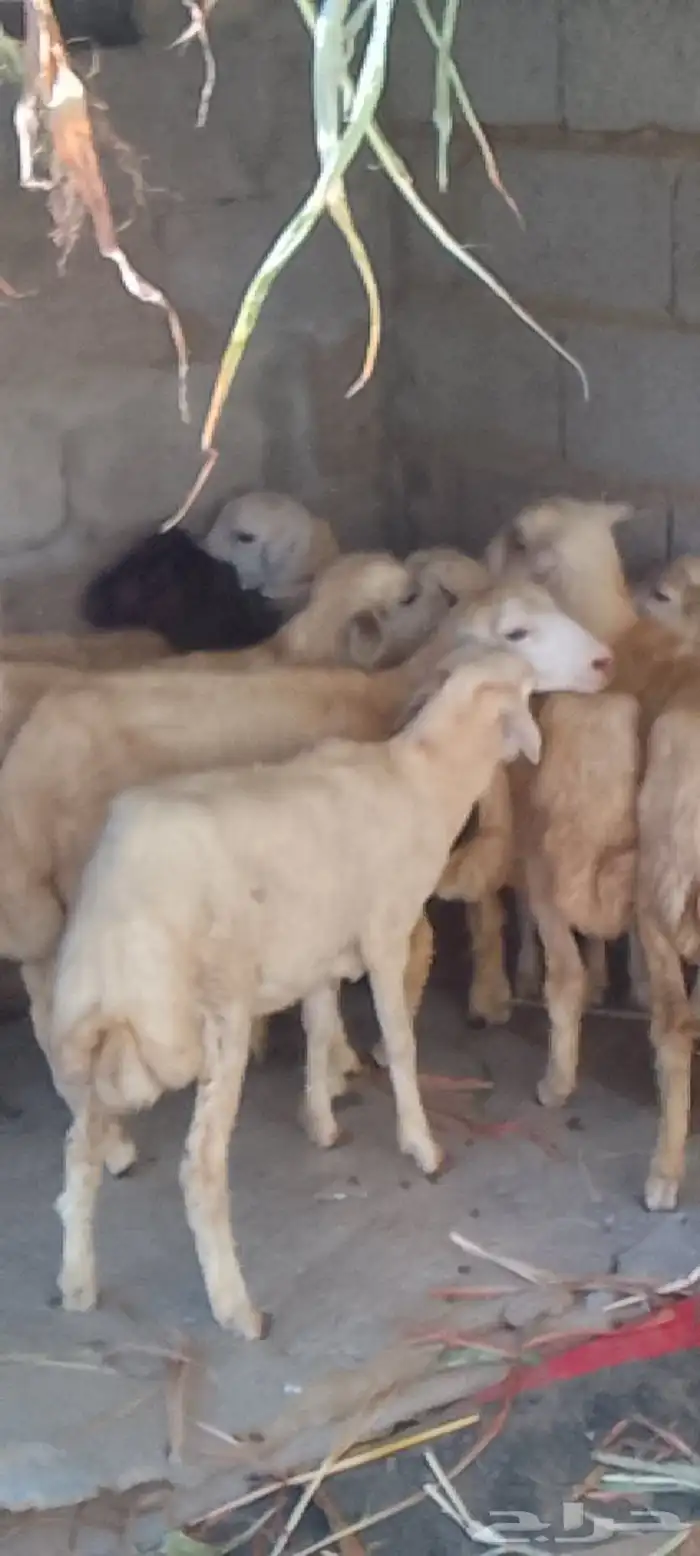 عشره فران تربيه 2