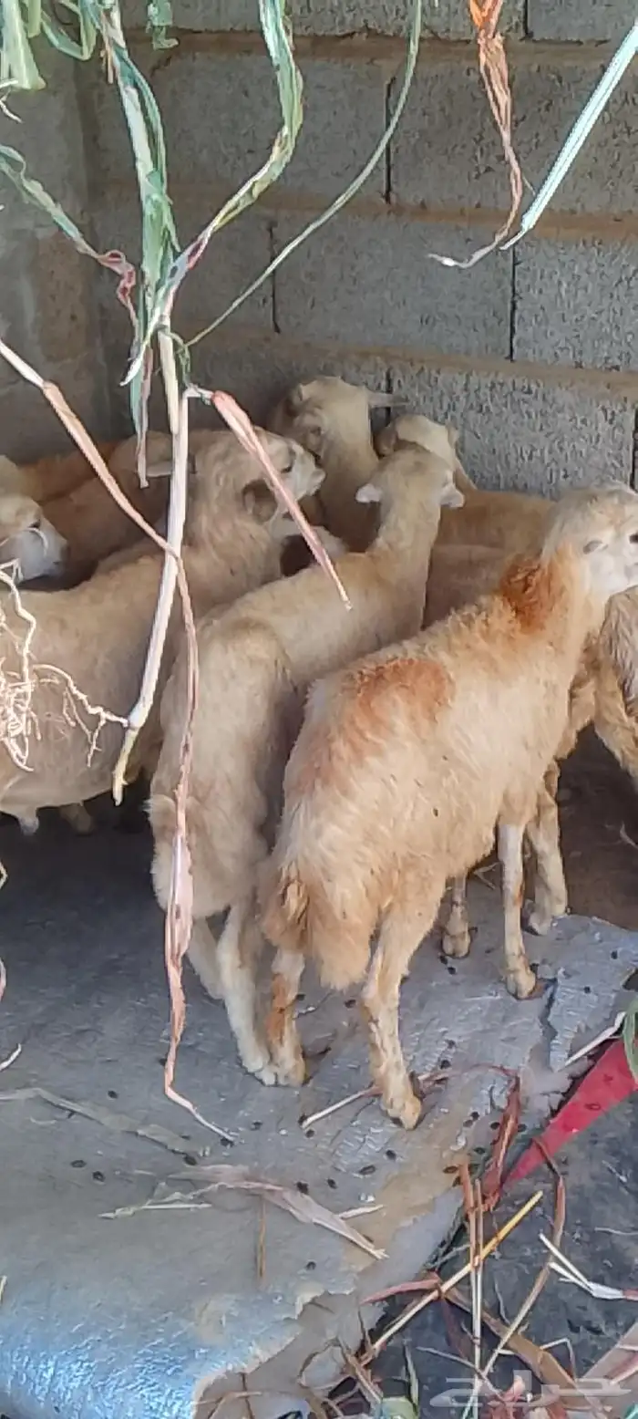 عشره فران تربيه 1