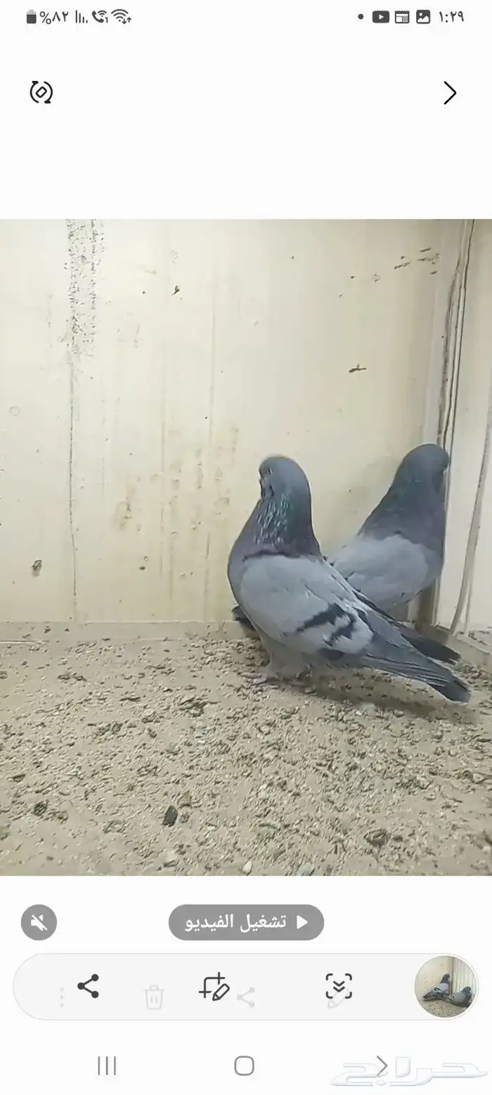 سلام عليكم 1