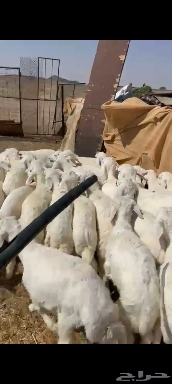 بهم العدد 55 فيه خمس رخال فقط 0