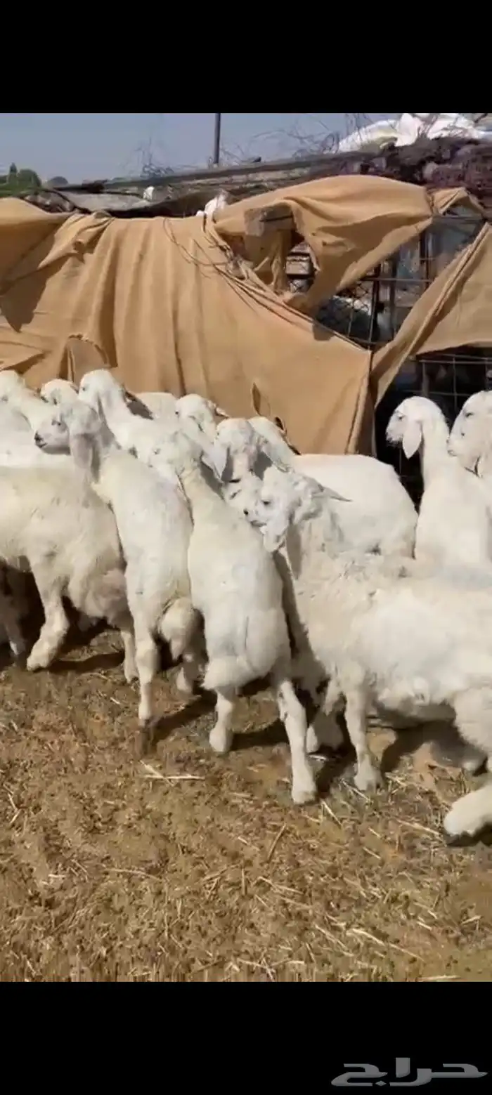 بهم العدد 55 فيه خمس رخال فقط 2