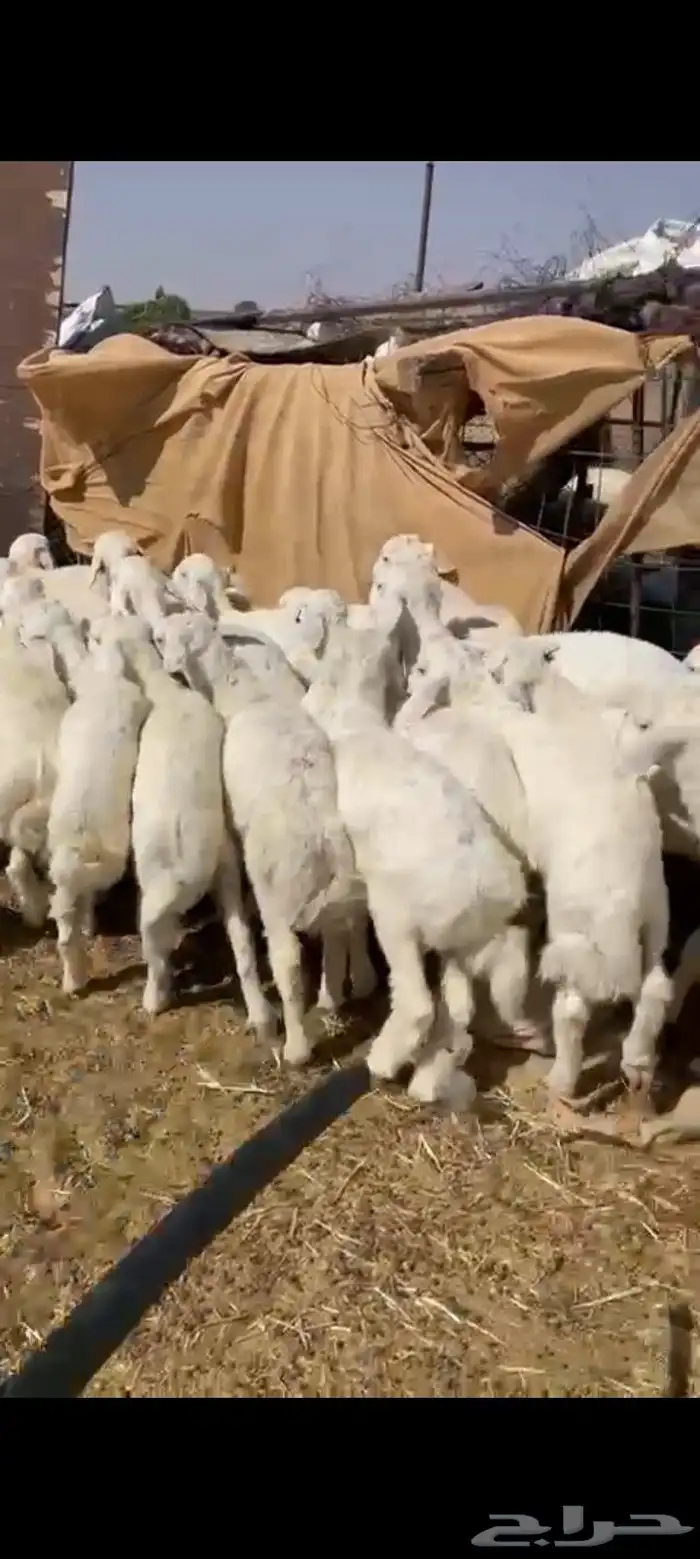 بهم العدد 55 فيه خمس رخال فقط 1